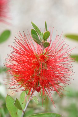 callistemon kırmızı çiçek stamens