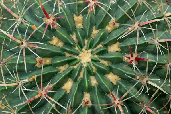Planta de cactus con espinas patrón natural — Foto de Stock