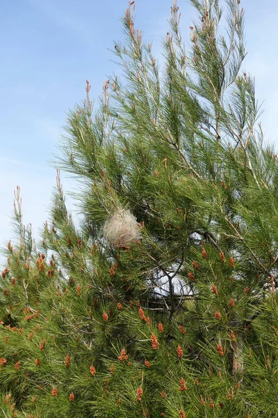 Bagworm cocoon on pine tree branches — Stock Photo, Image