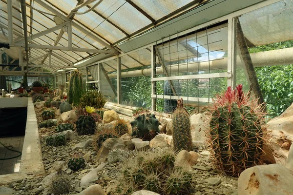 Plantes de cactus dans l'intérieur de la serre — Photo