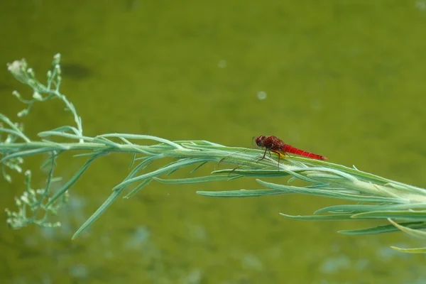 Insetto libellula rossa sul ramo della pianta — Foto Stock