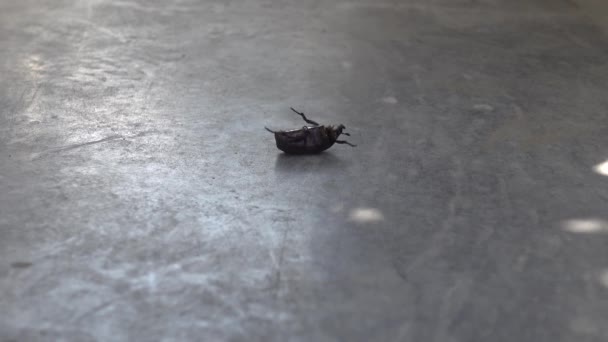 上下翼甲虫虫虫挣扎着翻转回它的脚 — 图库视频影像
