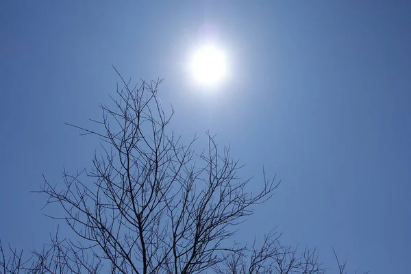 Blazing Hot Sun Withered Charred Tree Branches Clear Blue Sky — Stockfoto