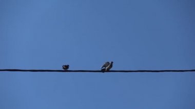 Pigeon birds sitting on a wire and flying away. Slow motion.
