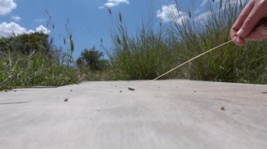 Hand holding a stick pokes orange-winged grasshopper. Slow motion cricket insect jumping to avoid danger.