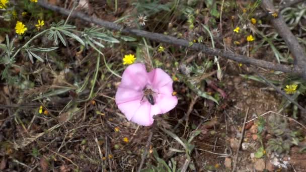 Abeja Recogiendo Néctar Volando Lejos Flor Luna Rosa Movimiento Lento — Vídeo de stock