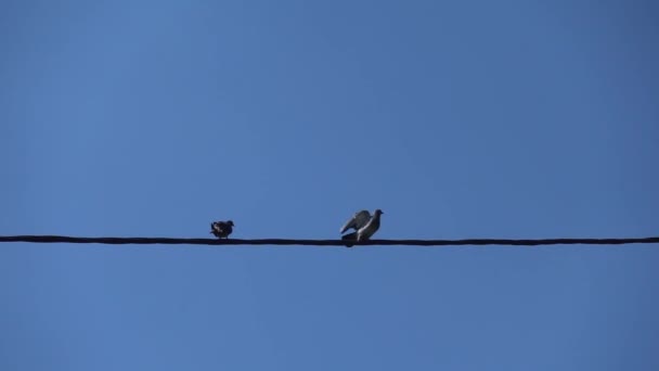 Pigeon Birds Sitting Wire Flying Away Slow Motion — Αρχείο Βίντεο