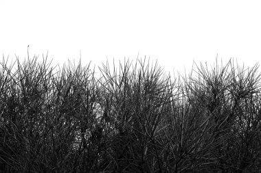 Dikenli çalı bitkisi soyut ve yoğun bitki örtüsü. Siyah ve beyaz.