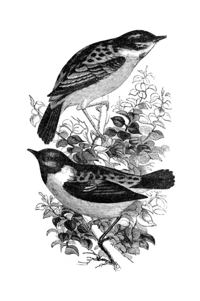 Stonechat Ptáci Větvi Stromu Vinobraní Ilustrace Vychází Starožitné Knihy Přírodovědec — Stock fotografie