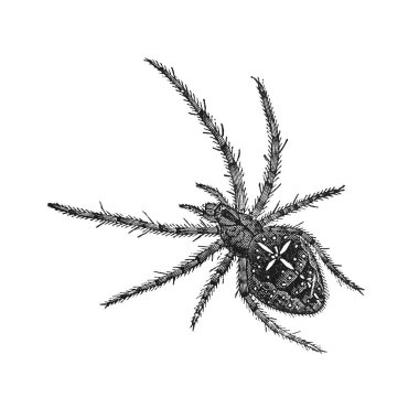 Bahçe örümceği böceği, klasik illüstrasyon. Dr. J.E. 'nin 