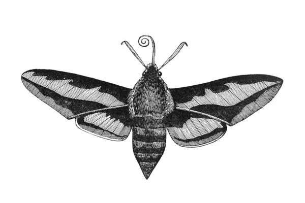 ベッドストローホーク蛾昆虫 ヴィンテージイラスト アンティーク本 Playtime Naturalist プレイタイム ナチュラリスト より引用 テイラーは1889年にロンドンで出版された — ストック写真