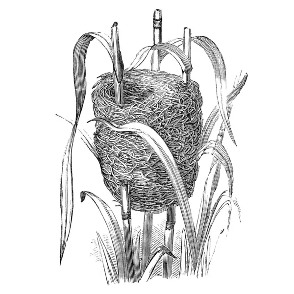 Гнездо Тростниковой Птицы Винтажная Иллюстрация Источник Антикварная Книга Детский Натуралист — стоковое фото