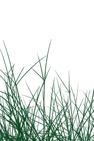 Зеленые Ветви Растений Ветки Белом Фоне — стоковое фото