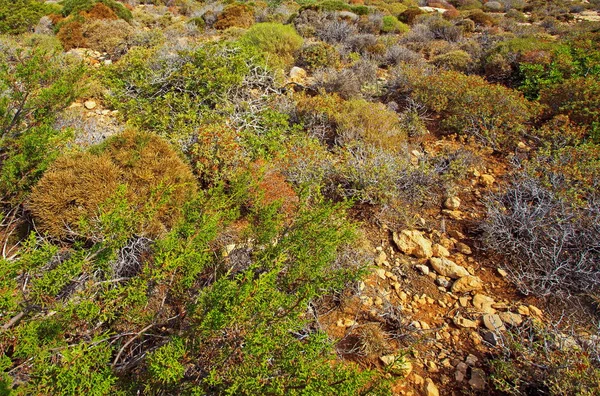 Ondermaatse Struiken Kleur Macro Natuur Stockafbeelding