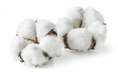 İki pamuk bitki çiçek