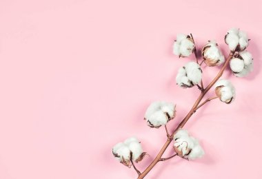Pembe pastel arka plan pamuk çiçek dalı