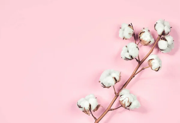 Rama de flores de algodón sobre fondo pastel rosa —  Fotos de Stock