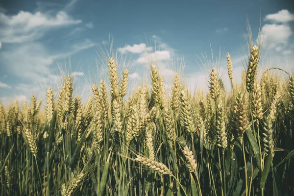 夏のフィールドで小麦の耳のクローズ アップ 農業と農業の概念 — ストック写真