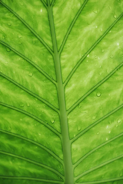 Close Van Groene Blad Met Water Druppels Bovenaanzicht Achtergrond Natuur — Stockfoto