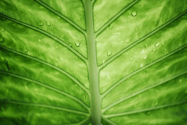 Close Van Groene Blad Met Water Druppels Bovenaanzicht Achtergrond Natuur — Stockfoto