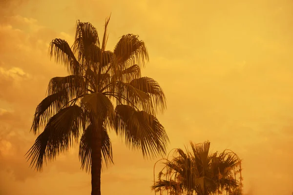 Gün batımında turuncu gökyüzü ile egzotik tropik ada plajda palmiye ağacı. Yaz tatili, plaj partisi ve retro filtre ile arka plan seyahat.