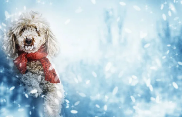 Αστείο Χαριτωμένο Σκυλί Κόκκινο Κασκόλ Και Χιόνια Στη Μύτη Του — Φωτογραφία Αρχείου