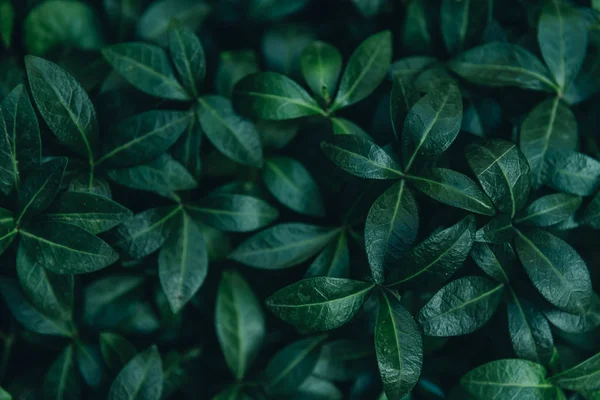 Αφηρημένη Φυσικό Αφήνει Φόντο Σκούρο Πράσινο Φύλλωμα Από Πάνω Φυτό — Φωτογραφία Αρχείου