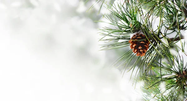 冬季节日边界背景与圣诞树和饼锥特写镜头 冷杉树早午餐与显示帧在背景与 Copyspace 的散景 圣诞节和新年贺卡设计 — 图库照片