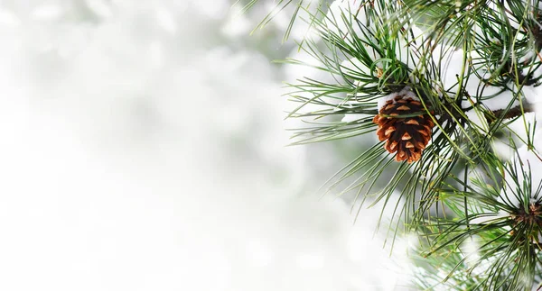 Vinter Säsongen Holiday Gränsen Bakgrunden Med Julgran Och Pone Kon — Stockfoto