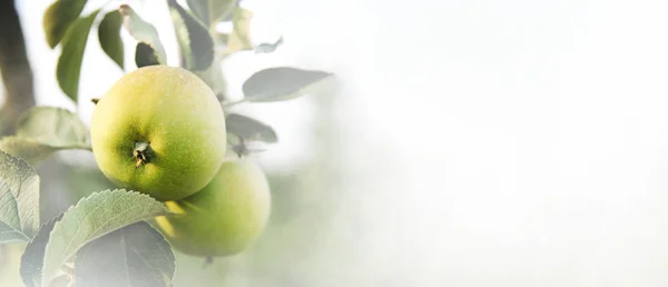 Closeup Árvore Maçã Com Frutas Orgânicas Verdes Frescas Crescentes Ramos — Fotografia de Stock