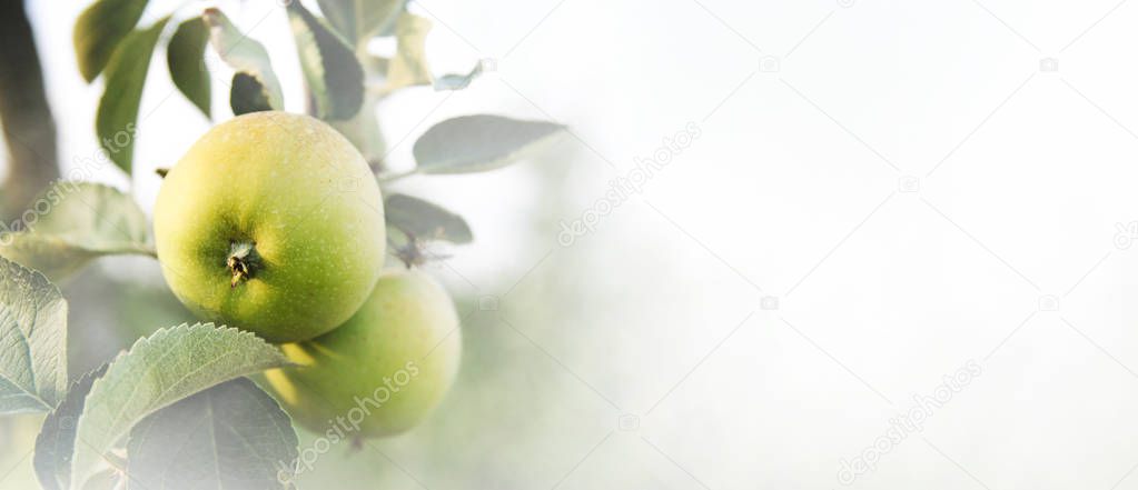 Closeup of apple tree with growing fresh green organic fruits on branches. Fruit orchard farm background design.