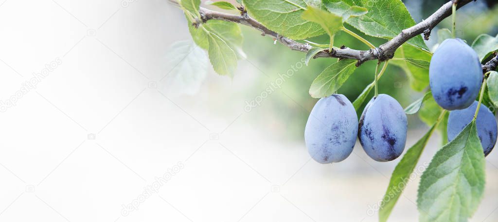 Closeup of plum tree with growing fruits on branches. Fruit orchard farm background design.