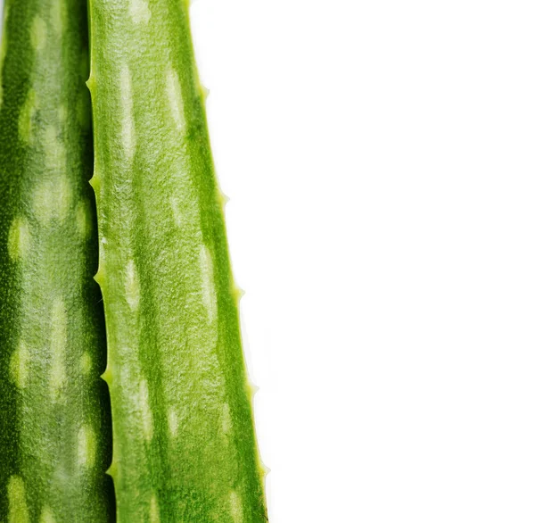 Detailní Záběr Rostlina Aloe Vera Izolované Bílém Pozadí Organické Bylinné — Stock fotografie
