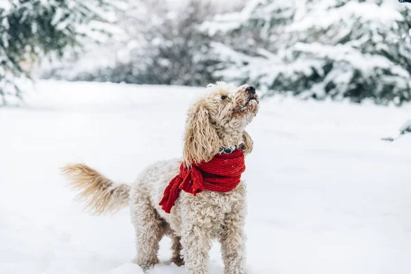 Leuke Grappige Hondje Met Rode Sjaal Spelen Springen Sneeuw Gelukkig — Stockfoto