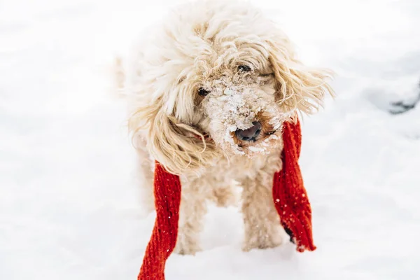 Leuke Grappige Hondje Met Rode Sjaal Spelen Springen Sneeuw Gelukkig — Stockfoto