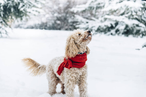 Cute Funny Little Dog Red Scarf Playing Jumping Snow Happy Royalty Free Stock Images