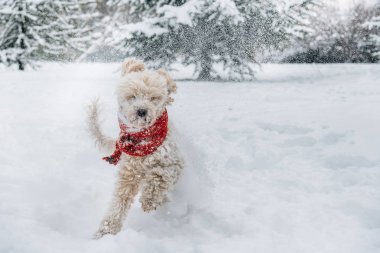 Cute, komik küçük köpek oynama ve karda atlama kırmızı eşarp. Kar taneleri ile eğleniyor mutlu su birikintisi. Açık kış mutluluk.