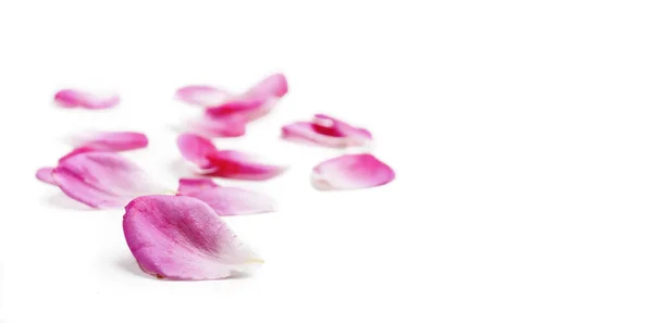 Rosa Pétalas Rosa Isoladas Sobre Fundo Branco Borda Floral Desenho — Fotografia de Stock