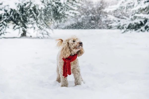 Милий Смішний Маленький Собака Червоним Шарфом Грає Стрибає Снігу Щаслива — стокове фото