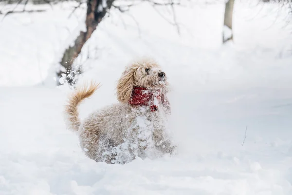 Милий Смішний Маленький Собака Червоним Шарфом Грає Стрибає Снігу Щаслива — стокове фото