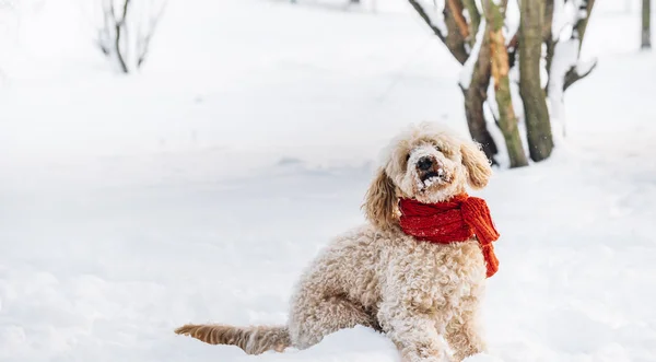 Leuke Grappige Hondje Met Rode Sjaal Spelen Springen Sneeuw Gelukkig — Stockfoto