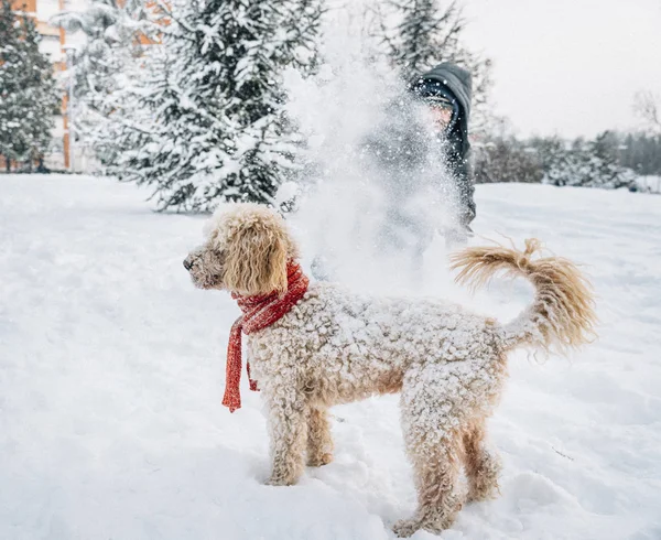 雪球在雪地里与宠物和他的主人打闹 寒假情绪 可爱的水坑狗和人在森林里玩耍和奔跑 薄膜滤镜图像 — 图库照片
