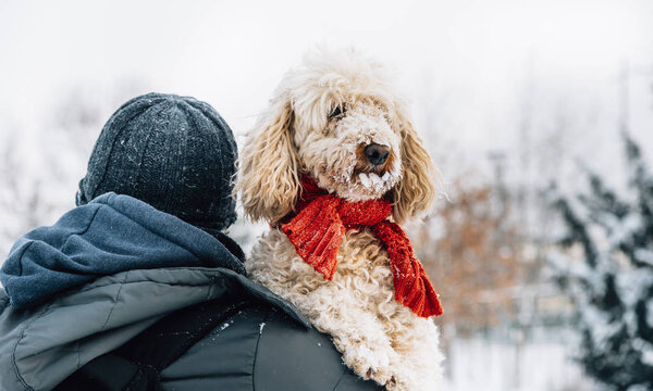 Happy Pet His Owner Having Fun Snow Winter Holiday Season Stock Picture