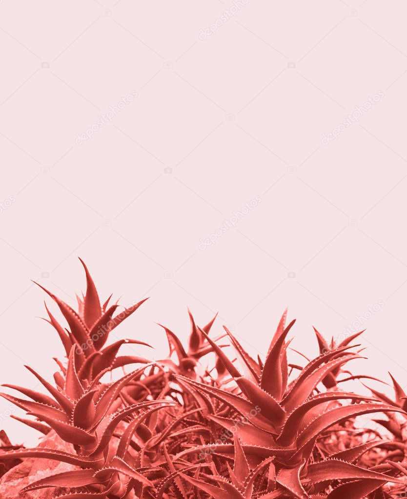 Minimal contemporary creative design with aloe plant in coral color of the year. Unique and trendy surreal pastel background. Bright pink tropical succulent. Abstract nature.