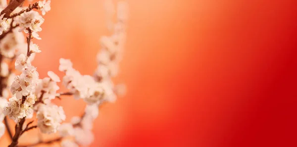 Borde Flor Primavera Sobre Fondo Rojo Con Copyspace Año Nuevo —  Fotos de Stock