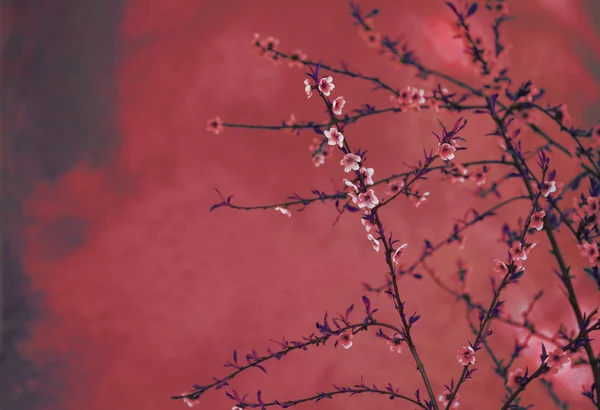 Frühlingsblütenrand Über Rotem Kunstvoll Strukturiertem Hintergrund Chinesisches New Year Nature — Stockfoto