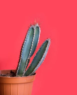 Parlak Kırmızı pastel arka plan üzerinde dekor tencerede yeşil Meksika kaktüs. Renkli yaz moda yaratıcı kavramı. En az düzeyde çağdaş pop sanat. Funky houseplant natürmort.