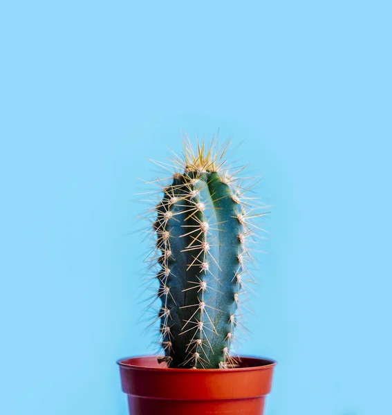 Green cactus in decor pot over bright blue pastel background. Colorful summer trendy creative concept. Minimal contemporary pop art. Funky houseplant still life.