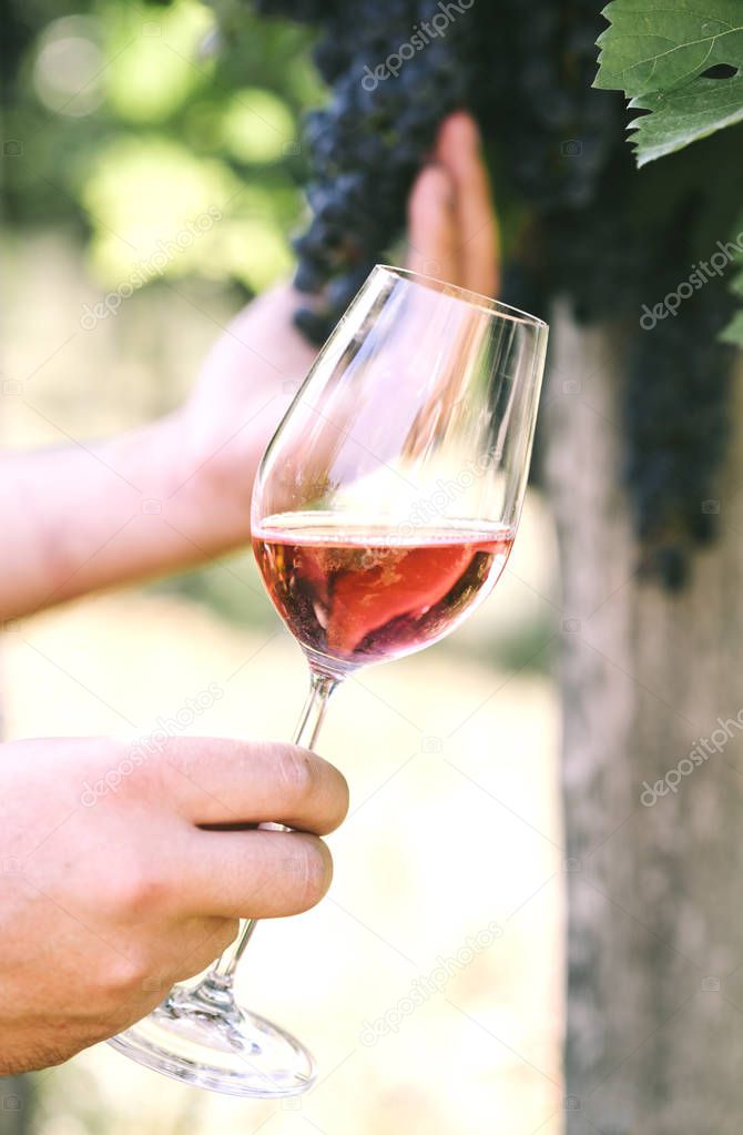 Man holding glass of red wine in vineyard field. Wine tasting in
