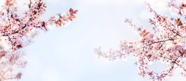 Bokeh arka plan ile bahar çiçek çiçeği çekim. Bahar 